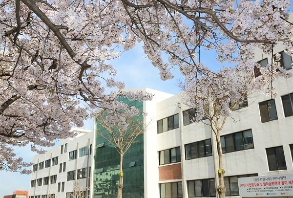 Một góc trường Đại học Youngsan mùa hoa nở