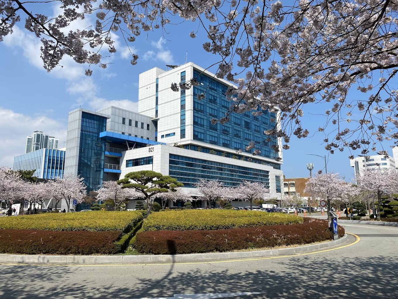 Mùa hoa anh đào tại Trường đại học Quốc gia Pukyong