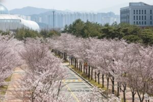 Viện Khoa học và Công nghệ Gwangju có khuôn viên siêu đẹp